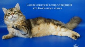 Сибирский кот Gosha 2,5 года, золотой окрас, любит обнимать человека за шею - ищет новый дом!