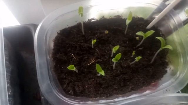 Моя рассада!!! Обзор!!! смотреть онлайн