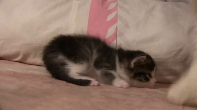 ОТДАЮ САМЫХ ЛУЧШИХ КОТЯТ В ДОБРЫЕ РУКИ