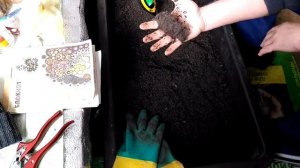 Какой грунт я использую для выращивания саженцев винограда