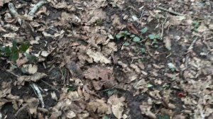 ГРИБНИК НЕ ЗНАЛ ЧТО ЕГО ЖДЁТ ВПЕРЕДИ! ПЕРВЫЕ ВЕСЕННИЕ ГРИБЫ НАБИРАЮТ ОБОРОТЫ КРАСНОДАРСКИЙ КРАЙ 202