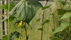 Огурцы сорт Натали!Какие они на самом деле?Обман или пересортица?