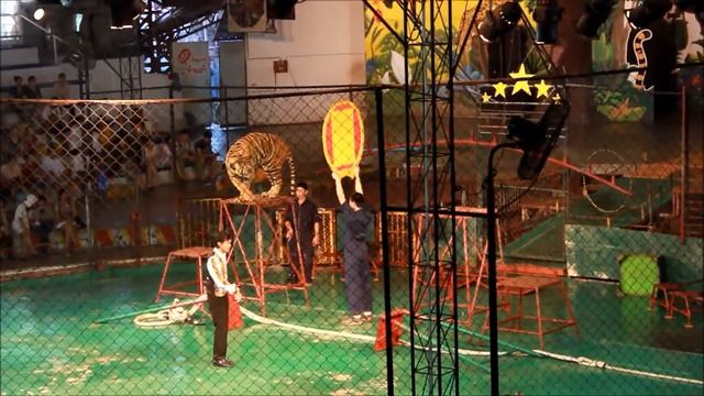 Шоу Тигров.  Тигровый зоопарк Сирача / Siracha Tiger Zoo (Тайланд) - 5