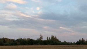 Взлет большой стаи журавлей