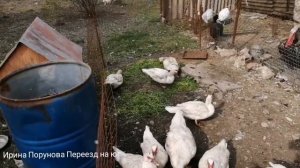 Начало огородного сезона. Индоутки, содержание, проблемы.