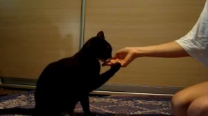 как научит кота давать лапу?