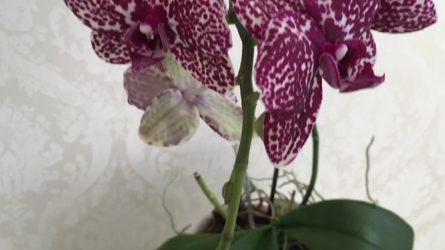 Шикарные Орхидеи Леко Фантастик, Дикий Кот и Пират Пикоти цветут и украшают мой дом) смотреть онлайн