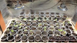 ? Виноград из косточки дома. Ошибки и советы. Взошли сеянцы винограда. Первые семядольные листочки.