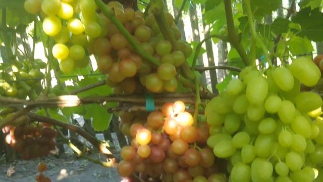 Осмотр сортов винограда 10 08 2021г смотреть онлайн