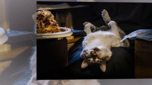 Жизнь Оптинского кота Мурзика в фотографиях