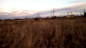 Щенок Русской гончей гуляет, ему 4 месяца