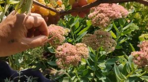 ЛЕЧИМ СПИНУ ПЧЕЛАМИ  в домашних условиях,как сделать пробу на укус пчелы от аллергии.