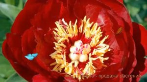 Пион травянистый Бакай Белл (paeonia) ? пион Бакай Белл обзор: как сажать рассада пиона Бакай Белл