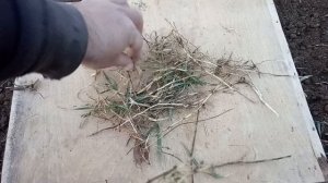 Культиватор против сорняков бесполезен? Фрезы размножают сорняки? Огород и сад зарастут?