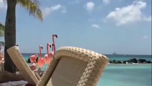 Fakta Menarik Burung Flamingo || Pesona Hewan смотреть онлайн