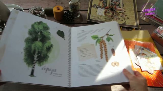 Обзор книги "Мой гербарий. Листья деревьев" | Ботаническая иллюстрация смотреть онлайн