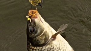 Вот почему на крючок лучше всегда насаживать пучок червей чем одного