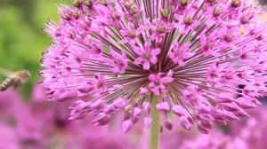 Классическая_фортепианная_музыка_для_отдыха_-_самые_красивые_мелодии(360p).mp4