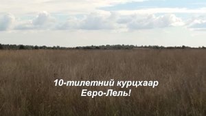 Охота с курцхаарами 2014