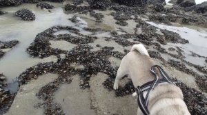 МОПС !!! Кокос на МОРЕ!