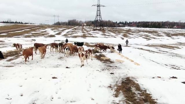 Олег Сирота - новый год в коровнике, планы на 2023 смотреть онлайн