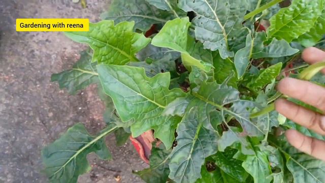 20+ zero maintenance permanent plants for beginner/must grow permanent hardy plants for new gardene