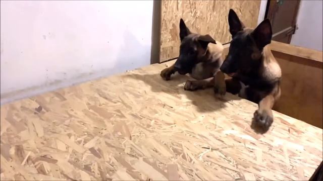 Кобель крупный