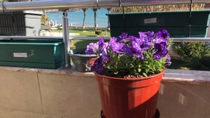 Мой мини сад на балконе! Вау! Какие цветы можно выращивать на балконе?