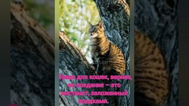 Зачем кошки и коты едят траву смотреть онлайн