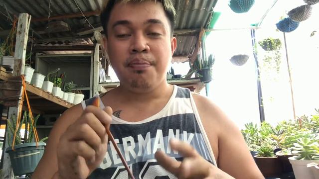 How i repot my Catsclaw Succullents? + Caretips and Update смотреть онлайн