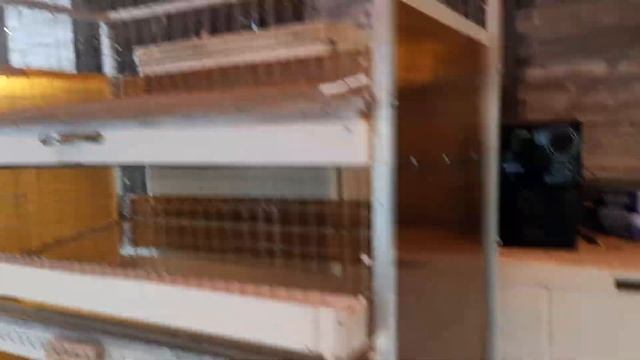 Пятиярусная самодельная клеточная батарея для перепелов спустя 5 лет эксплуатации.