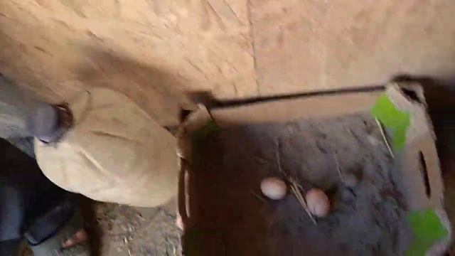 Куры - порода Куропатчастая брама. Петух защитник смотреть онлайн