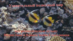 Удивительный подводный мир Бабочка парусовидная Красноморская кабуба под музыку Hiromi Sano