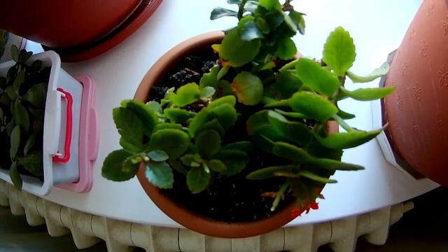 Каланхоэ домашний Уход и содержание смотреть онлайн