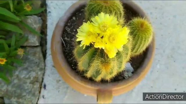 Нотокактус 17 летний цветет☀️Notocactus Magnificus ☀️