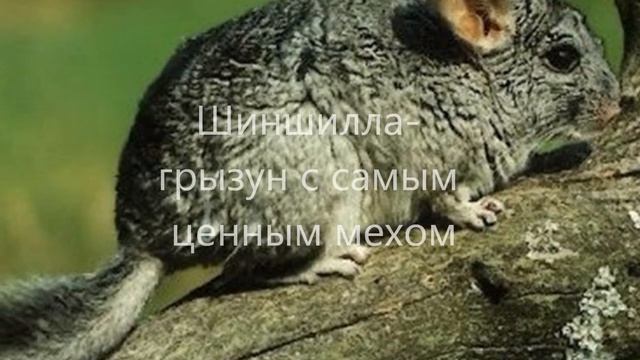 Южная Америка. Рекорды