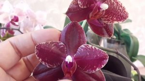 18.07.21 Орхидея Phal.Salu's Fragrancy Ура! зацвела