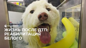 Жизнь после ДТП: реабилитация Белого