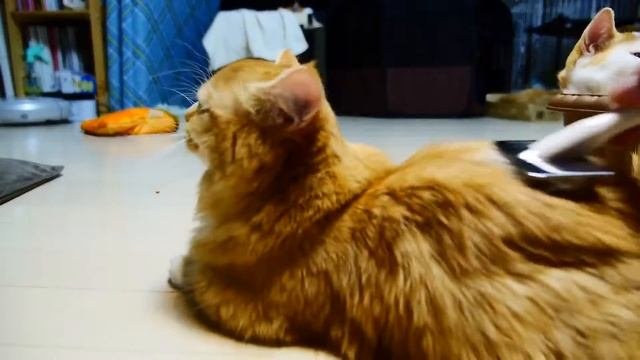 кот с короткими лапами смешной