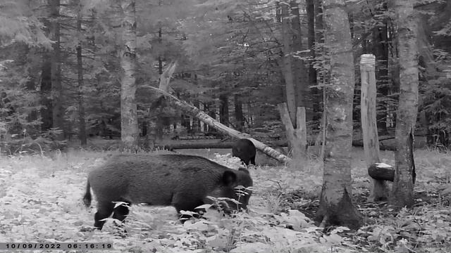Кабан на солонце. Видео с фотоловушки. смотреть онлайн