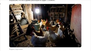 «В Америке на колесиках» Какие курятники строят в США,сравниваю с русскими (рассказывает американец