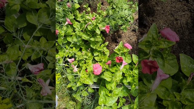 Цветы в фото смотреть онлайн