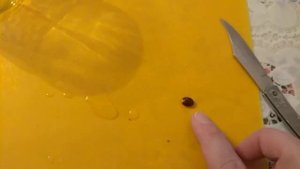 Скарификация и стратификация семян гледичии/Scarification and stratification of seeds of gledichia.