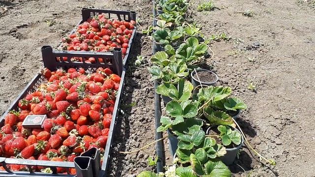 Клубника Альбион!!! Первая ягода 10 июля !!! смотреть онлайн