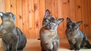 Бурманские котята соболь