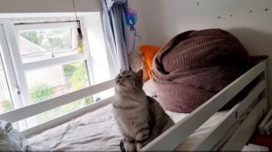 Чем занять кошек пока хозяев нет дома?