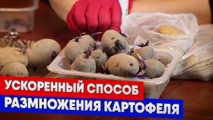 Ускоренный способ размножения картофеля