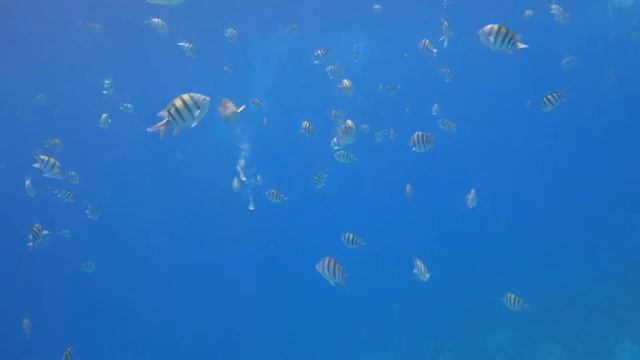 Royal Albatros Moderna - Egypt Sharm El Sheikh смотреть онлайн