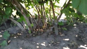 Інжир Браун Туркей