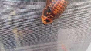 Мадагаскарский таракан